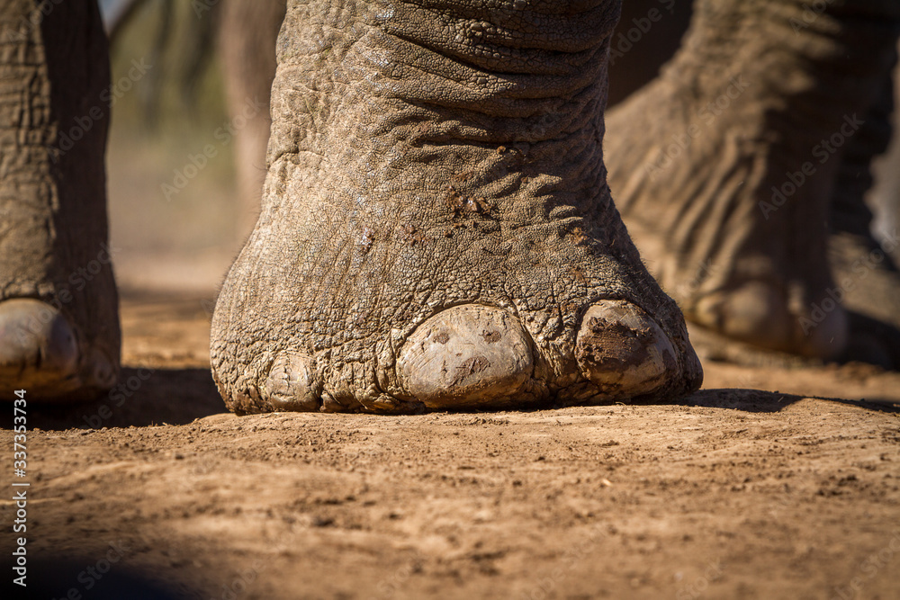 close up of elephant foot close up of elephant foot