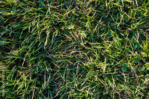 green grass in spring. Top View 