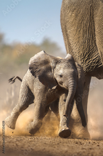 Sticker elephant calf running