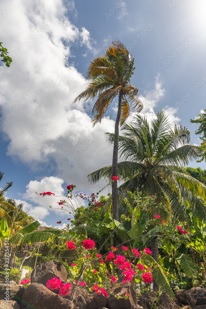   Coconut palms in Blue Lagoon, Saint Vincent, Saint Vincent and the Grenadines.