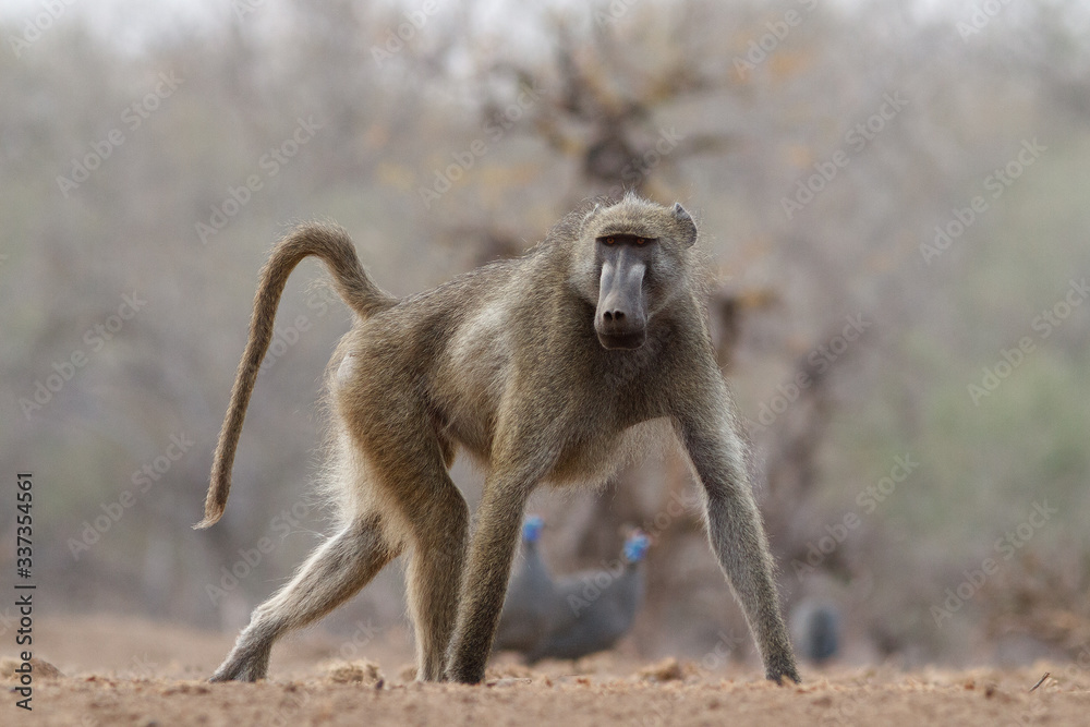 baboon walking in the wild
