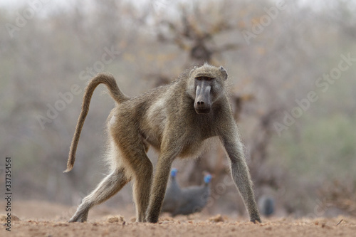 baboon walking in the wild 