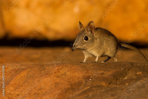 elephant shrew on a rock