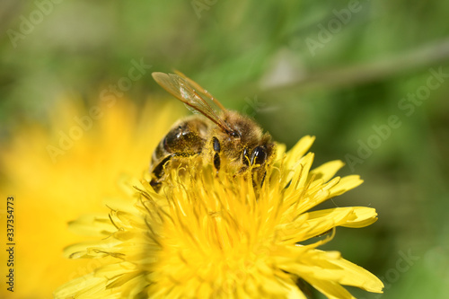 Honey bee feeding on dandelion flower. Bee flying on and over dandelion