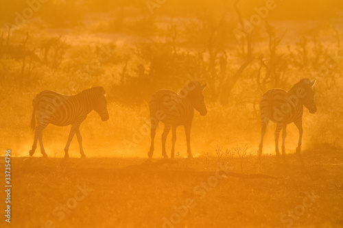 zebras in dust at sunset © Mike