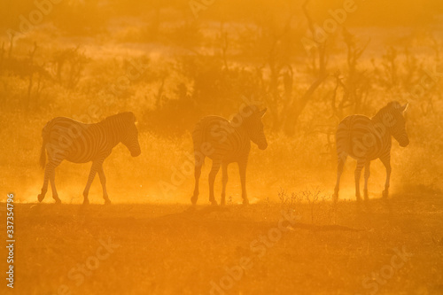 zebras in dust at sunset