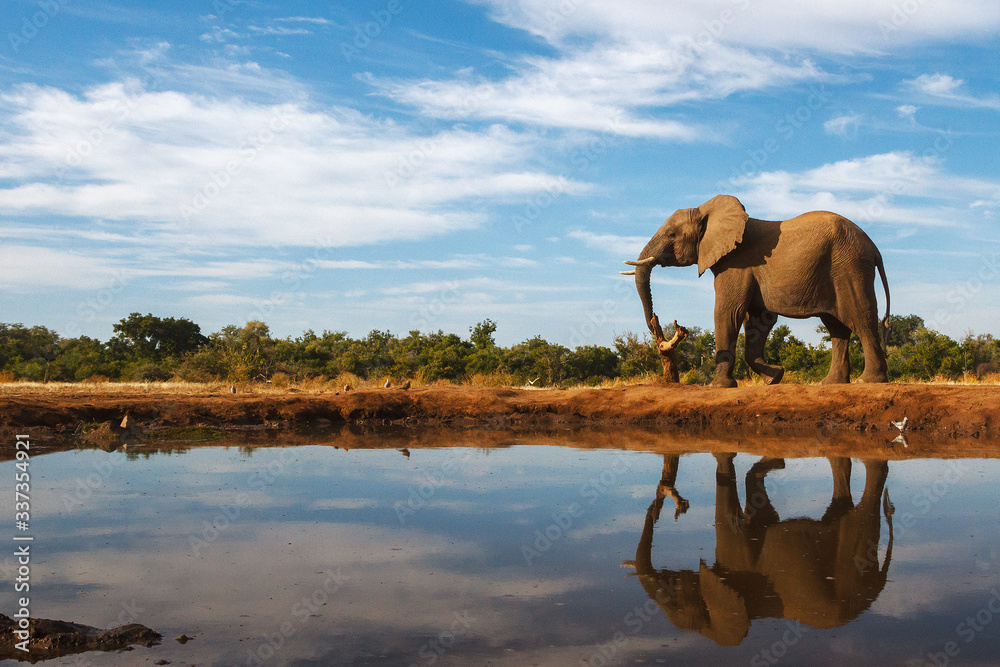 Fototapeta premium An elephant reflected in the surface of a waterhole in Botswana