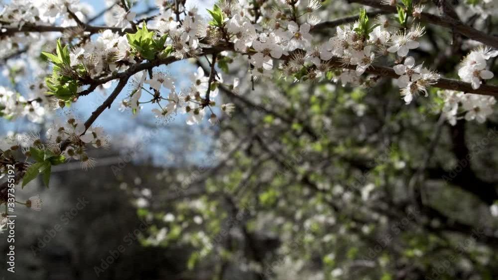 Flowering branch with a light wind, close-up. Flowering branch with a light wind, close-up.