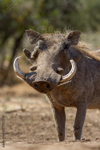 warthog on the ground