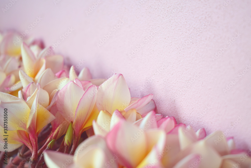 Pink plumeria flowers on pink wall background