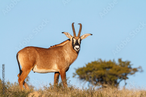 roan antelope in the wild
