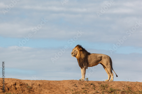 Tableau sur toile male lion against blue sky