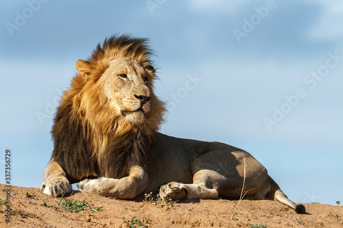 male lion against blue sky