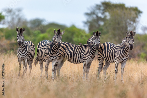 Zebra in the savannah