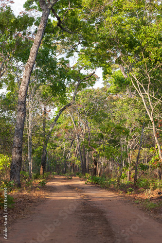 road in the woods photo