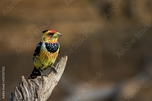 crested barbet on a branch