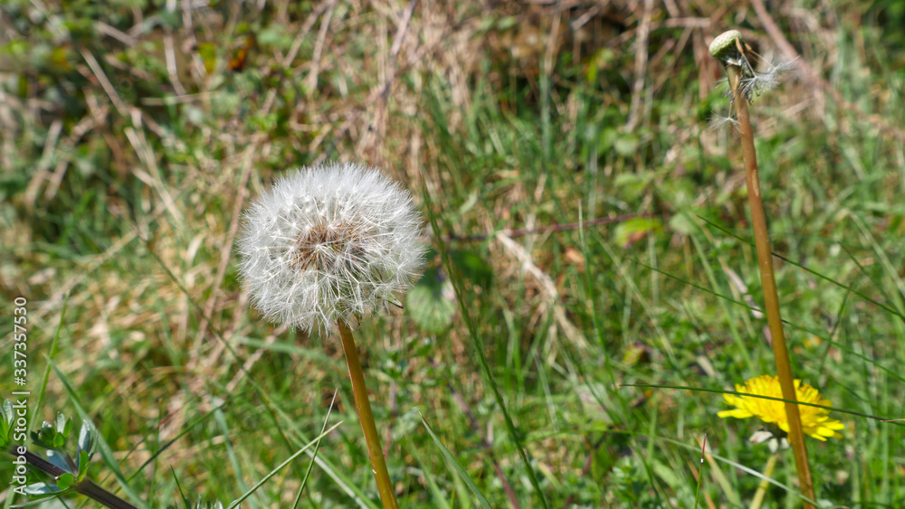 Dandelion ready to spread their seeds in the breeze Dandelion ready to spread their seeds in the breeze