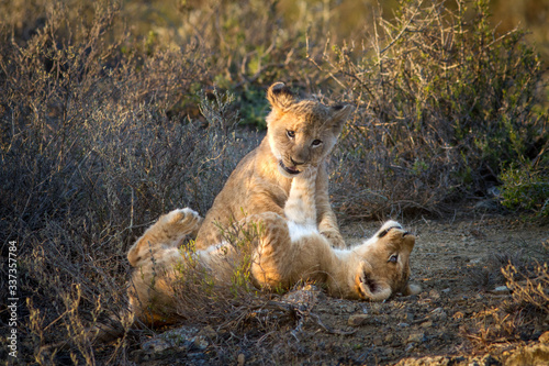 lion cubs playing