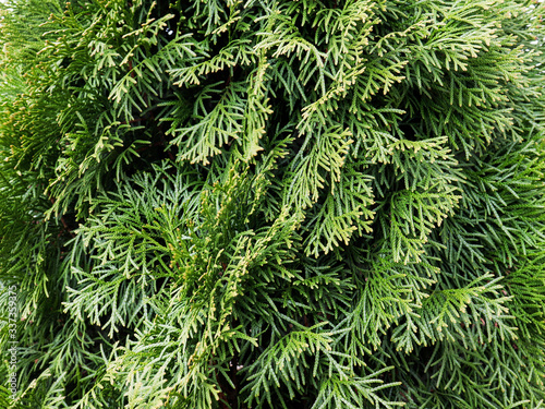 Thuja green closeup. Natural background and texture.