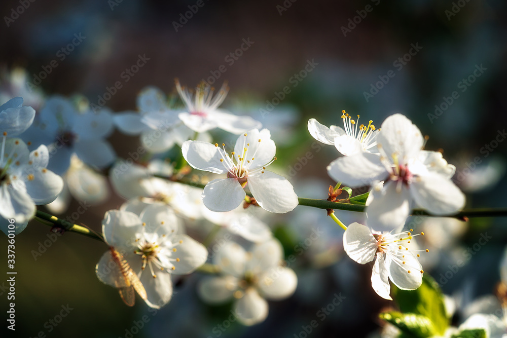 Blumen Blumen