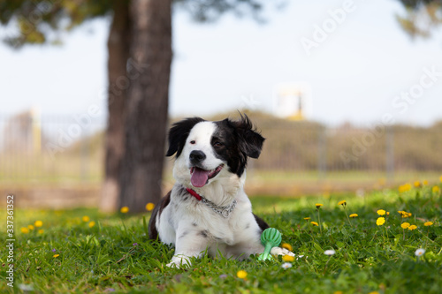 Greek shepherd photo