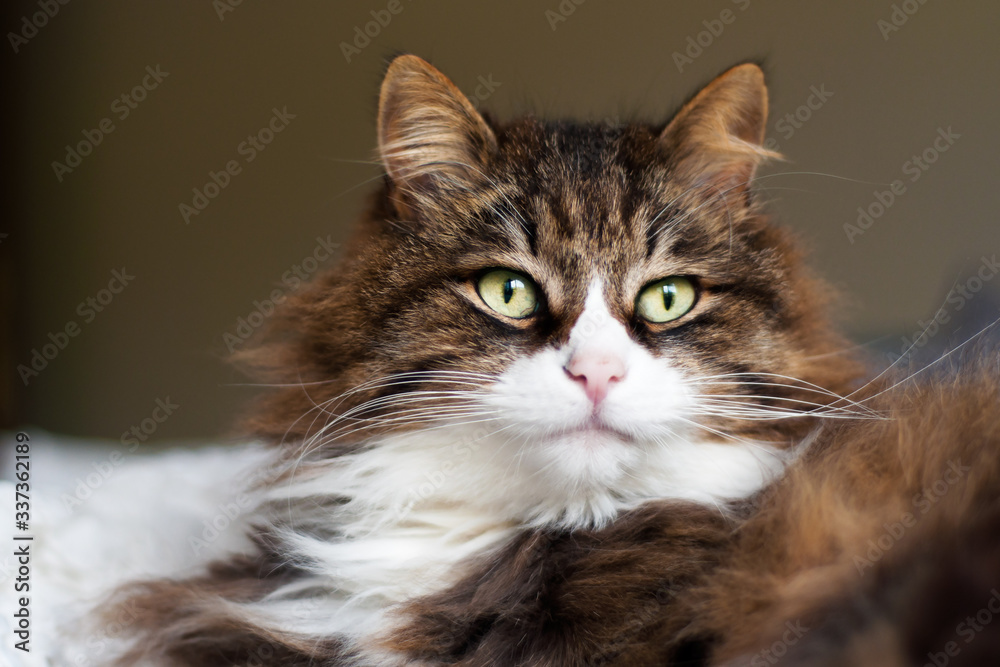 portrait of a beautiful fluffy cat with very long whiskers and eyebrows.