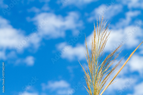 Grass with seeds against a bright blue sky
