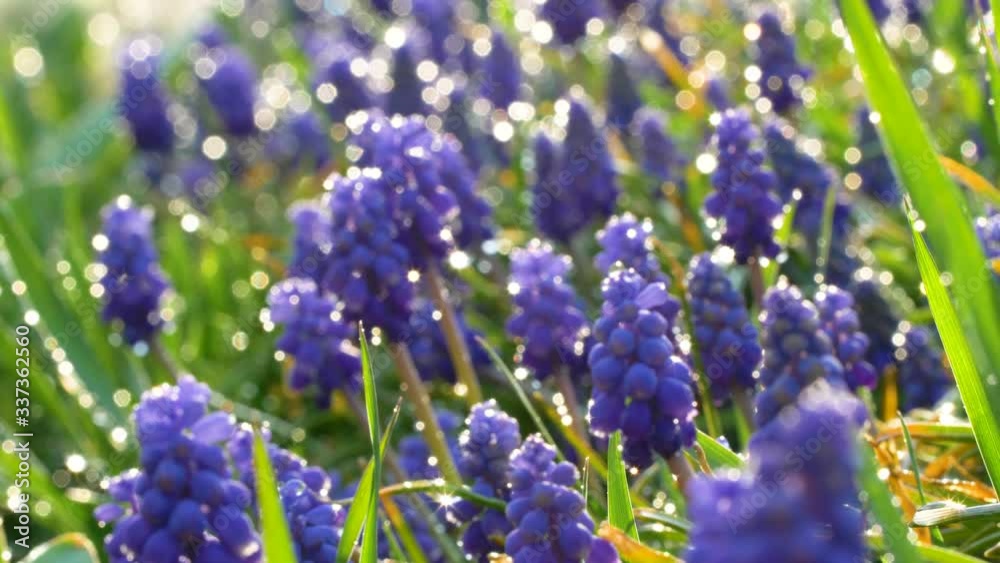 Nice Grape Hyacinth blue flowers with water drops and sun light reflection on green grass. Close up slow motion footage. Nature background. Nice Grape Hyacinth blue flowers with water drops and sun light reflection on green grass. Close up slow motion footage. Nature background.