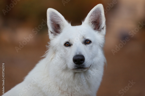 portrait of white dog