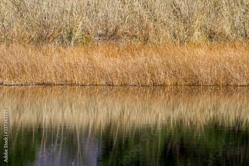 Yellow grass reflection in calm pond
