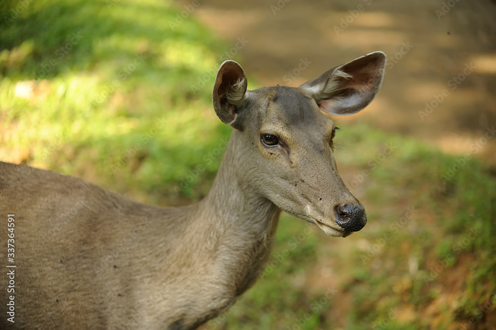 Barasingha, Swamp deer, Rucervus duvaucelii, Endangered Barasingha, Swamp deer, Rucervus duvaucelii, Endangered