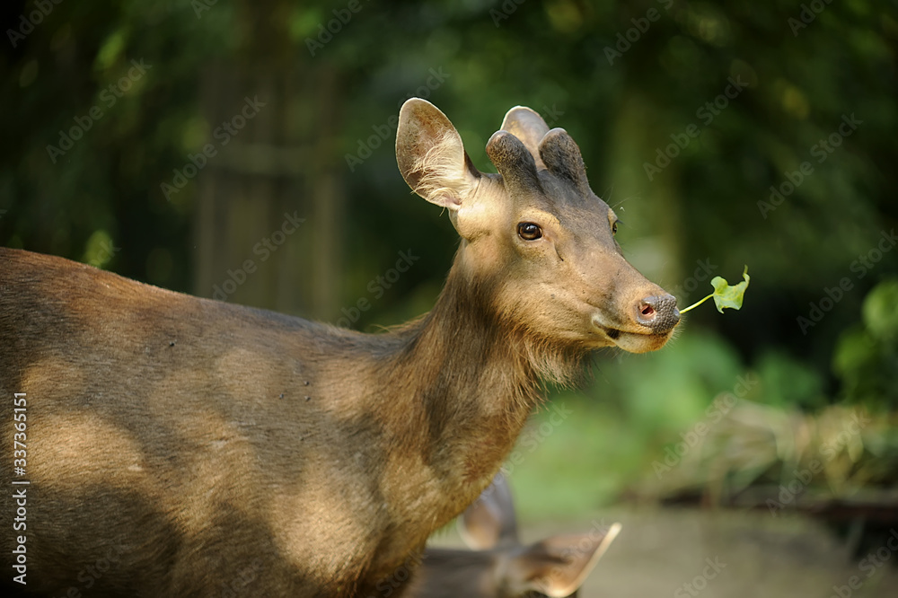 Barasingha, Swamp deer, Rucervus duvaucelii, Endangered Barasingha, Swamp deer, Rucervus duvaucelii, Endangered