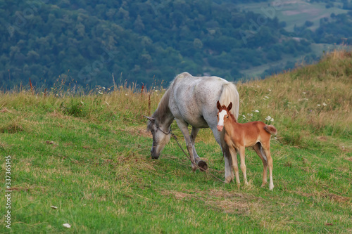 The mother horse grazes with the baby