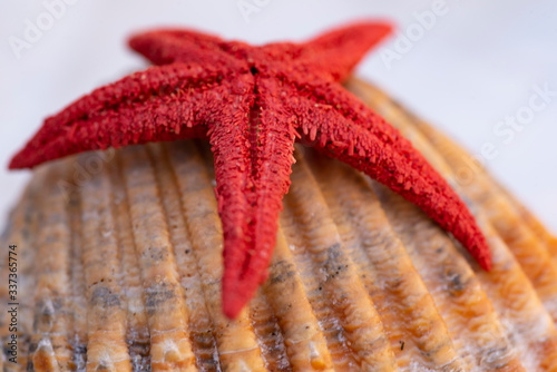 Starfish as a decorative and ornamental object Bright and warm colors representing summer, fun and holidays as well as good moments of relaxation and rest 