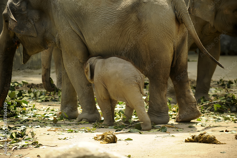Fototapeta premium family of elephant