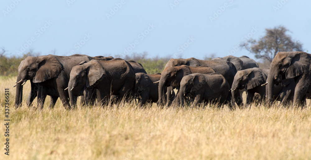 Eléphant d'Afrique, Loxodonta africana, Parc national Kruger, Afrique du Sud Eléphant d'Afrique, Loxodonta africana, Parc national Kruger, Afrique du Sud