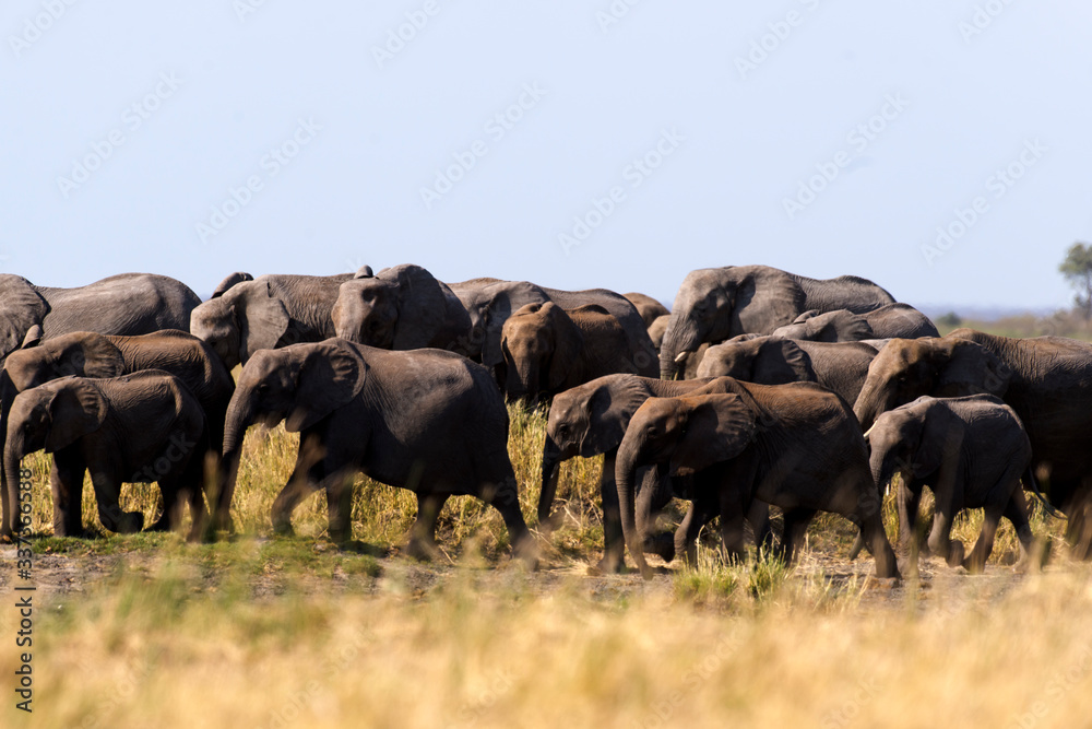 Eléphant d'Afrique, Loxodonta africana, Parc national Kruger, Afrique du Sud Eléphant d'Afrique, Loxodonta africana, Parc national Kruger, Afrique du Sud