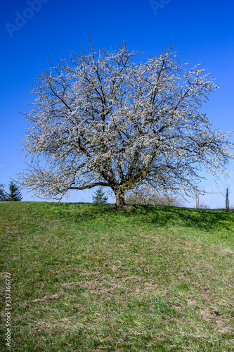 Apple tree with flowers on a meadow in spring