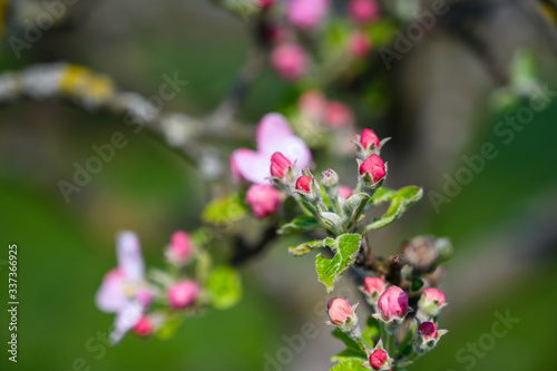 Apple blossoms in detail on a tree in spring