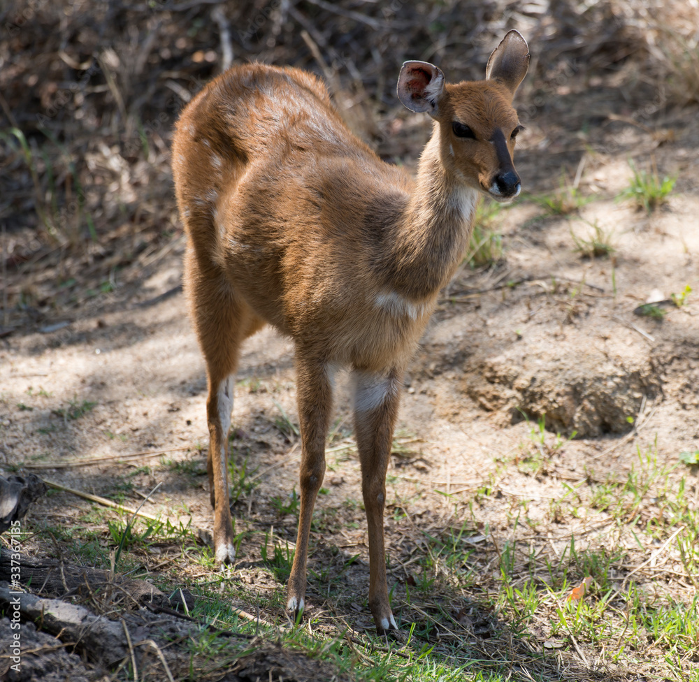 Guib sylvatique, Tragelaphus sylvaticus Guib sylvatique, Tragelaphus sylvaticus
