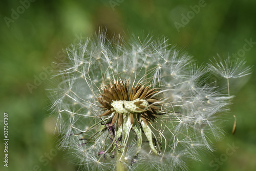 Dandelion seeds background. Little fluffy white Dandelion in the meadow