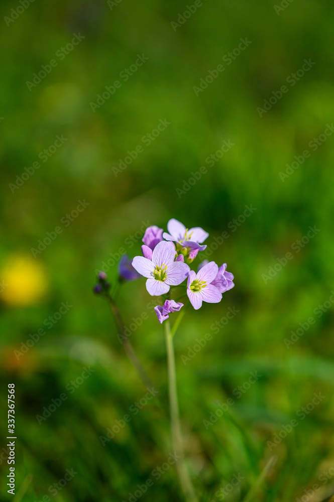Spring flowers in bloom in a meadow Spring flowers in bloom in a meadow