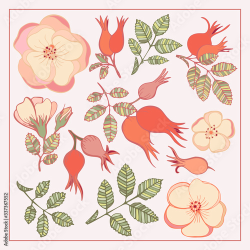 Rose hip leaves flowers hand drawn graphics vector