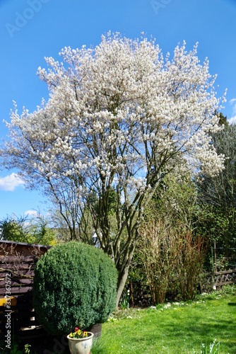 Felsenbirne photo