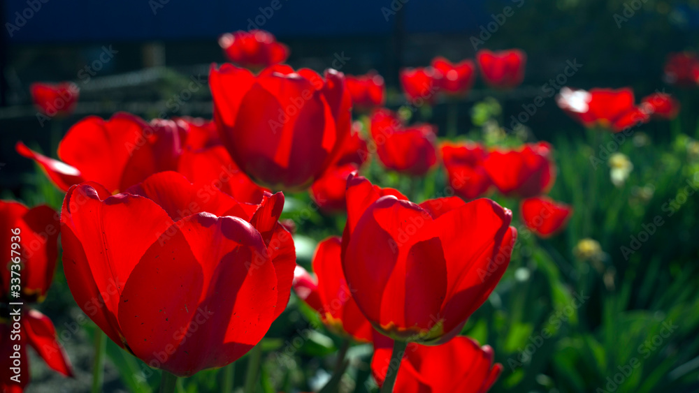 Obraz premium Group of red tulips in the park. Spring landscape
