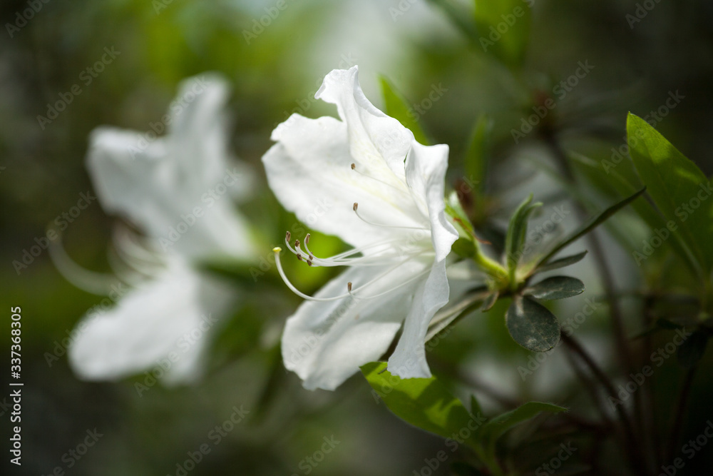 White Azalea Blooms Photographed Close Up in the Springtime White Azalea Blooms Photographed Close Up in the Springtime