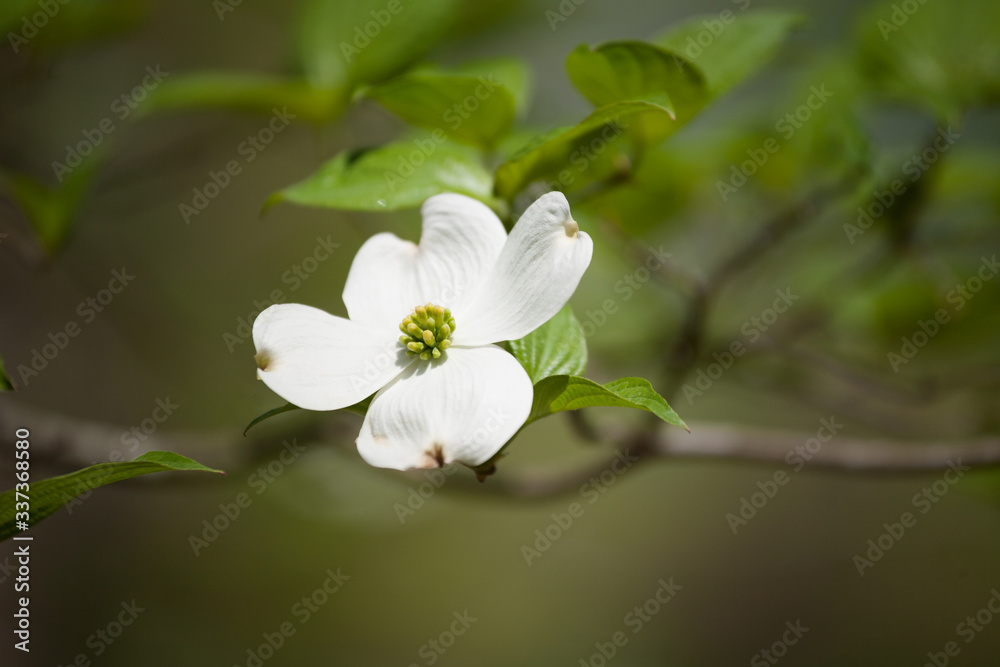 White Dogwood Blooms in the Springtime White Dogwood Blooms in the Springtime