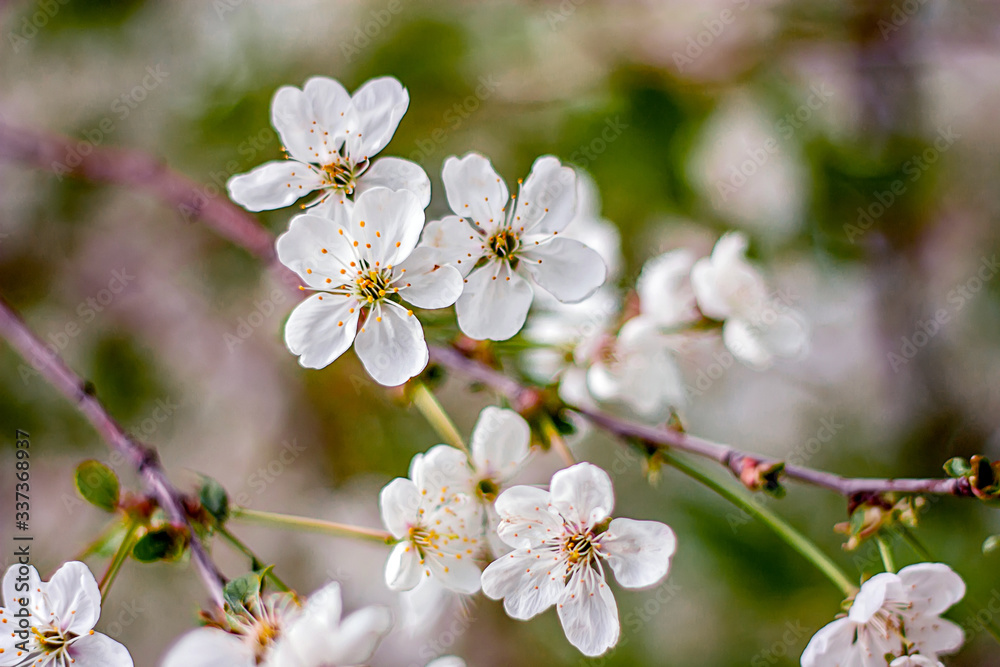 cherry blossom in spring