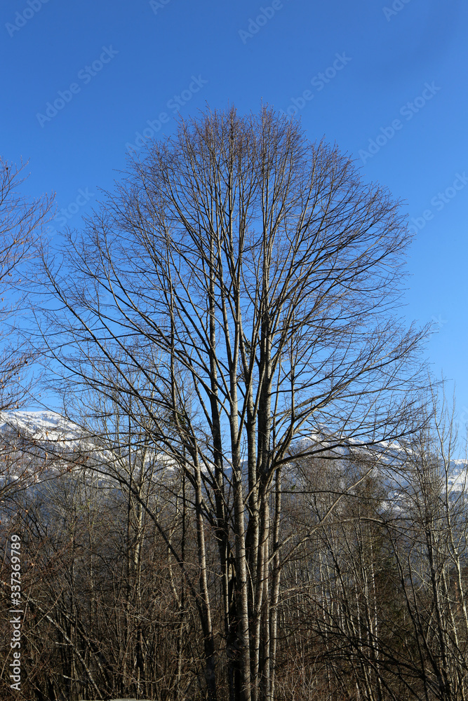 Forêt dans les Alpes Françaises. Saint-Gervais-les-Bains. Haute-Savoie. France. Forêt dans les Alpes Françaises. Saint-Gervais-les-Bains. Haute-Savoie. France.