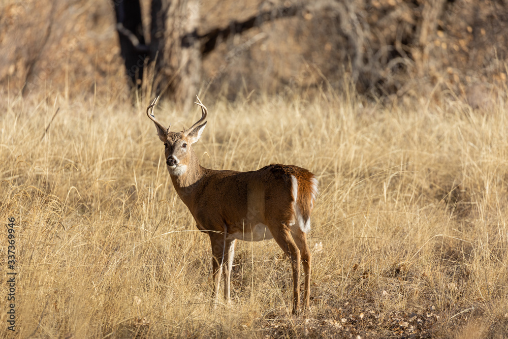 Obraz premium Whitetail Deer Buck in Rut in Colorado in Autumn